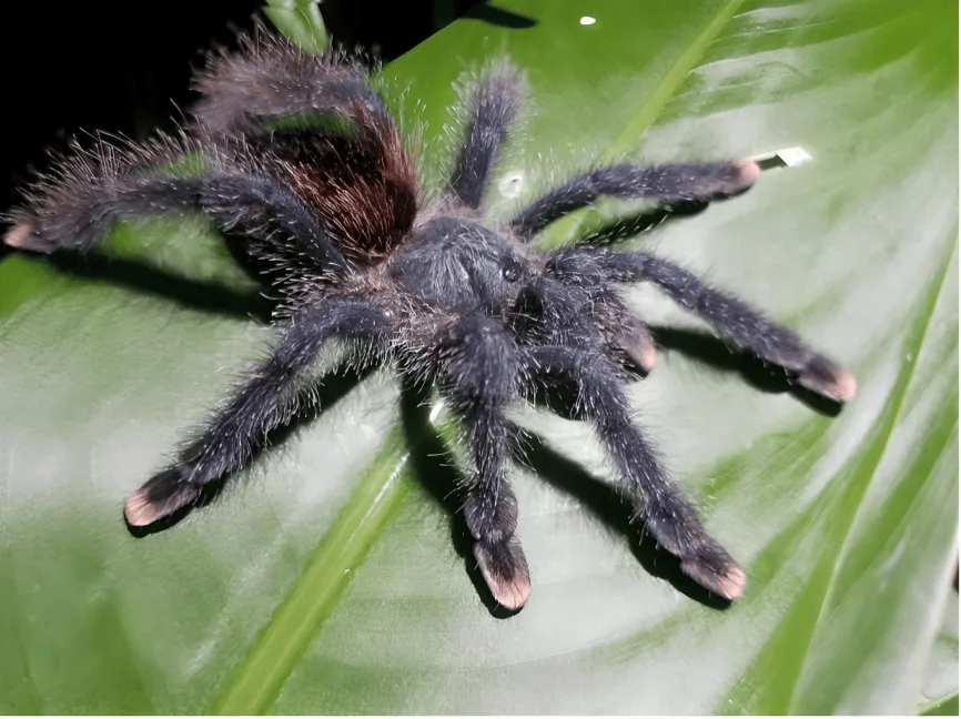 /img/24223-pink-toe-tarantula-lifespan.webp