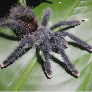 /img/24223-pink-toe-tarantula-lifespan.webp