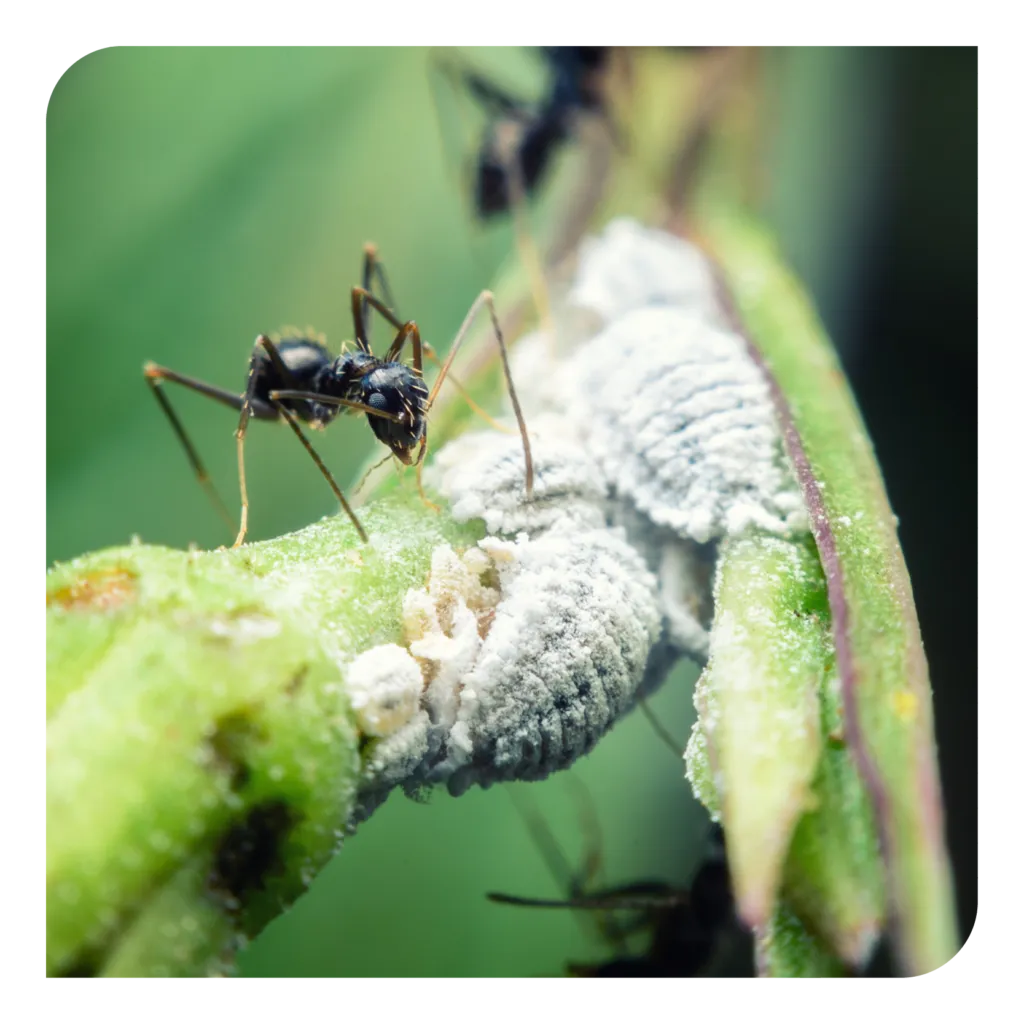 24224 ant control