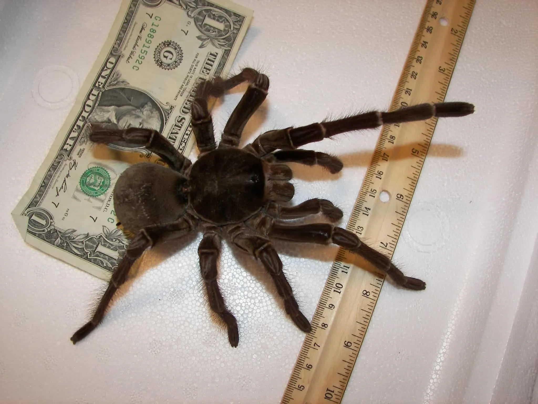 24225 tarantula habitat