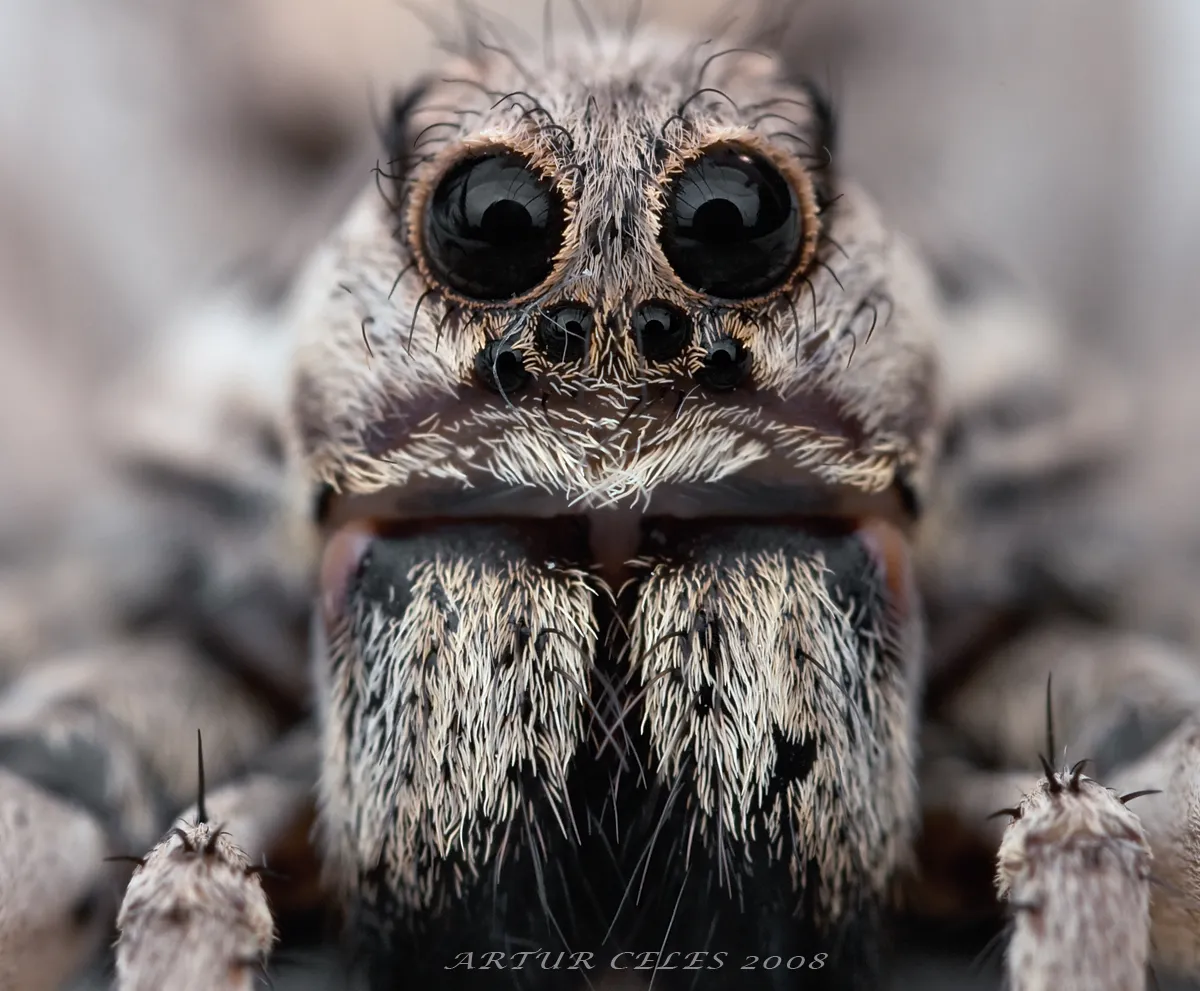 24225 tarantula huge
