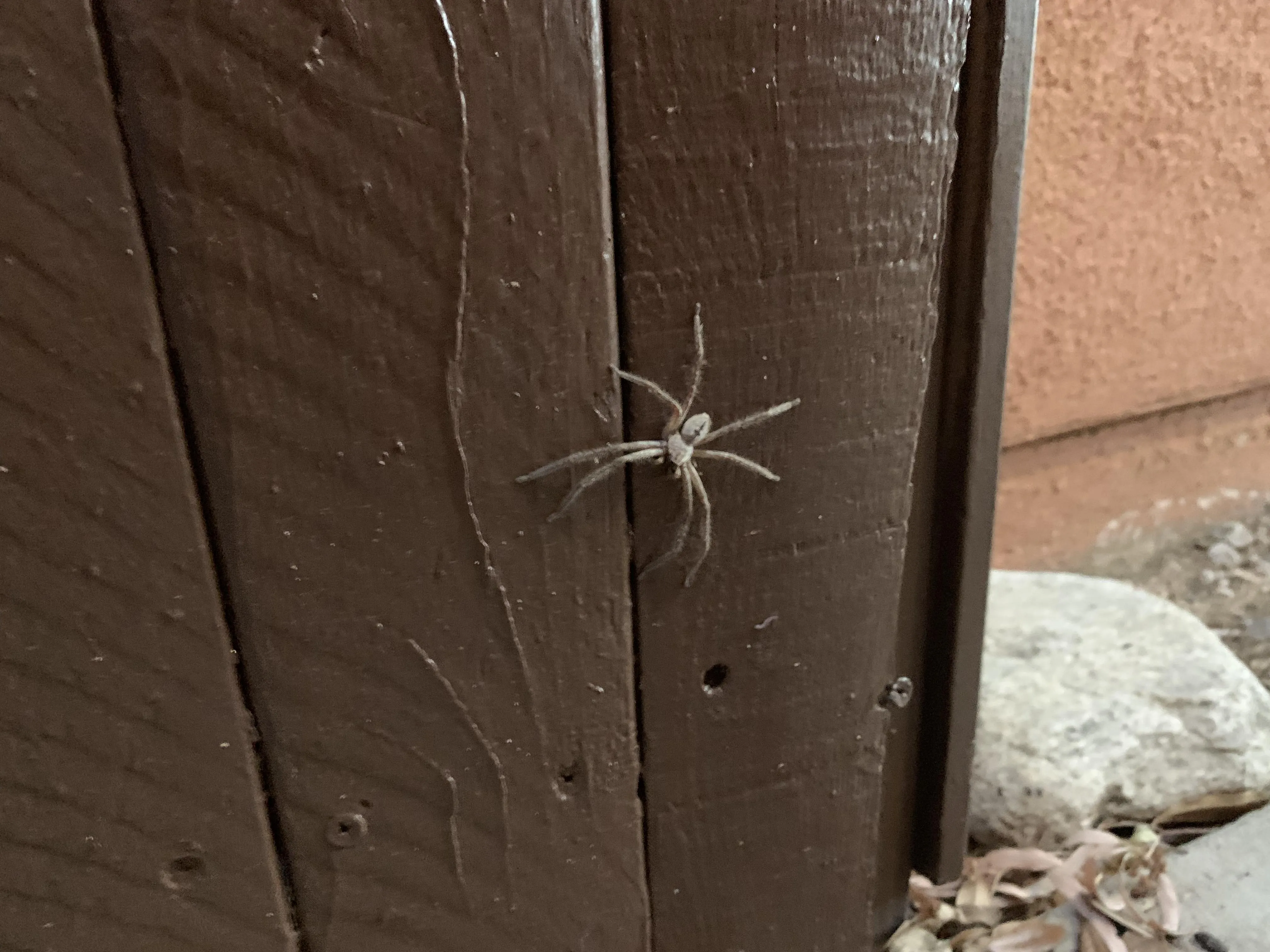 24225 tarantula hunting