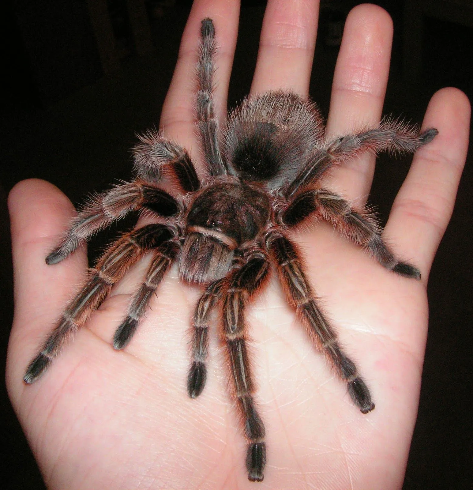 24225 tarantula size