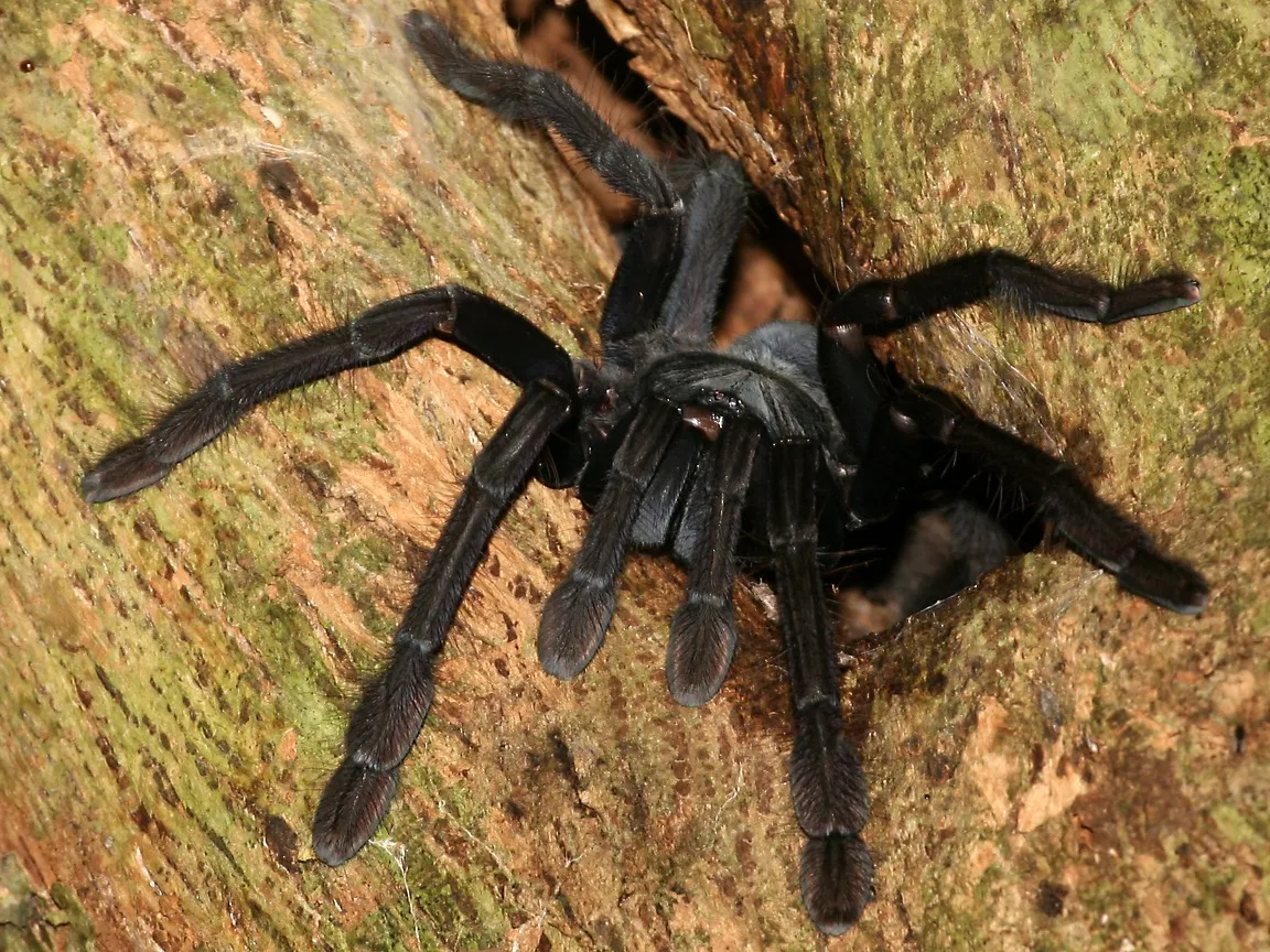 24225 tarantula venom