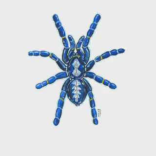/img/24227-green-gooty-sapphire-tarantula-handling.webp