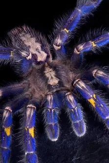 24227 green gooty sapphire tarantula overview
