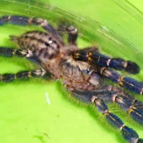 24227 green gooty sapphire tarantula price
