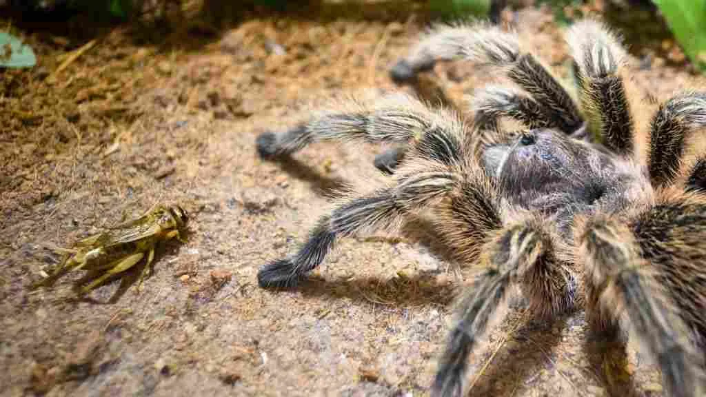 24228 tarantula health