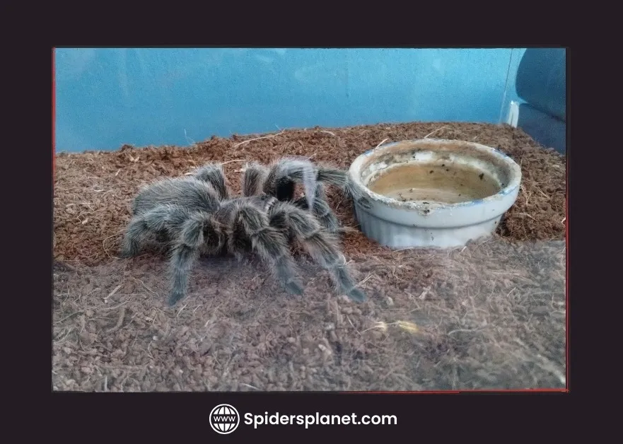 24228 tarantula humidity