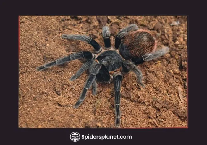 24228 tarantula molting