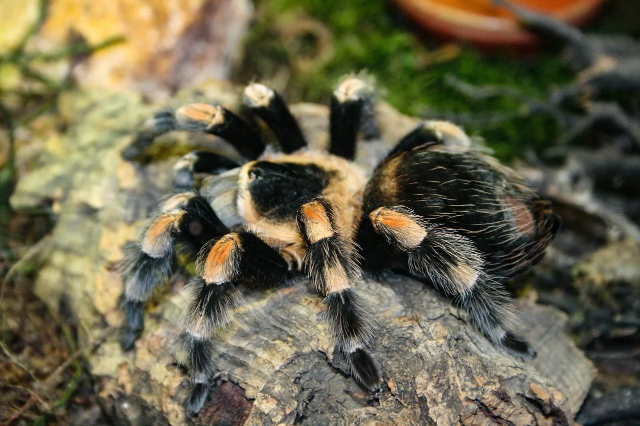 24228 tarantula prey