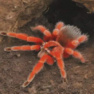 /img/24230-tarantula-prevention.webp