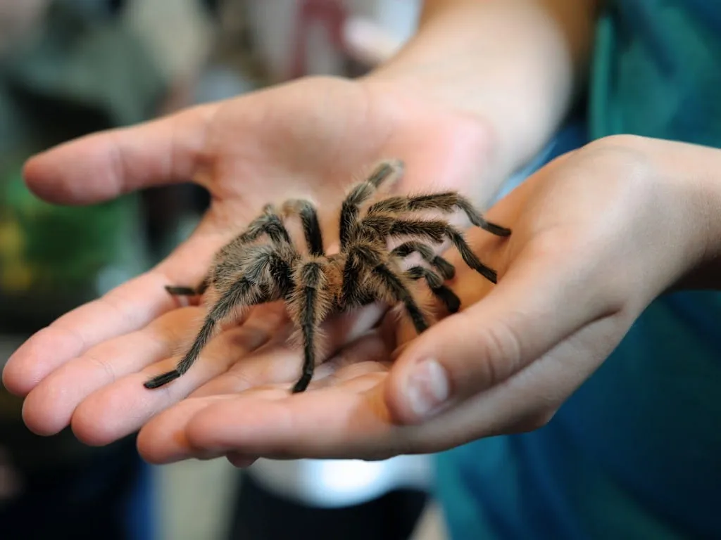 24230 tarantula treatment