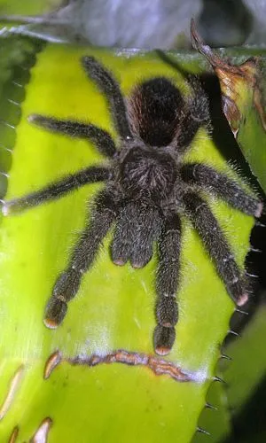 24231 pink toe tarantula enclosure