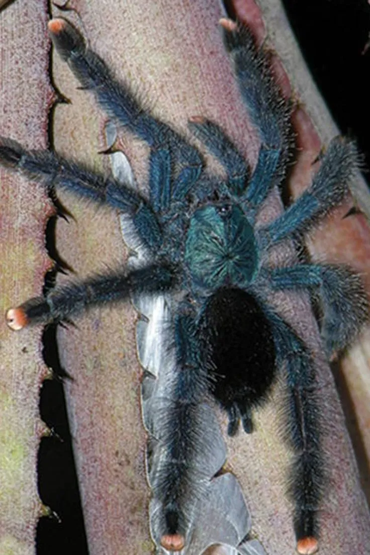 24231 pink toe tarantula molting