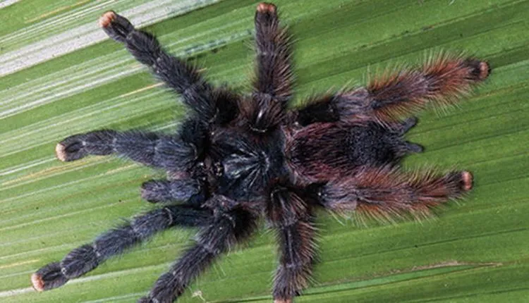 24231 pink toe tarantula substrate