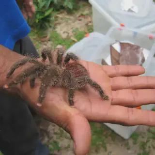 /img/24231-pink-toe-tarantula-watering.webp