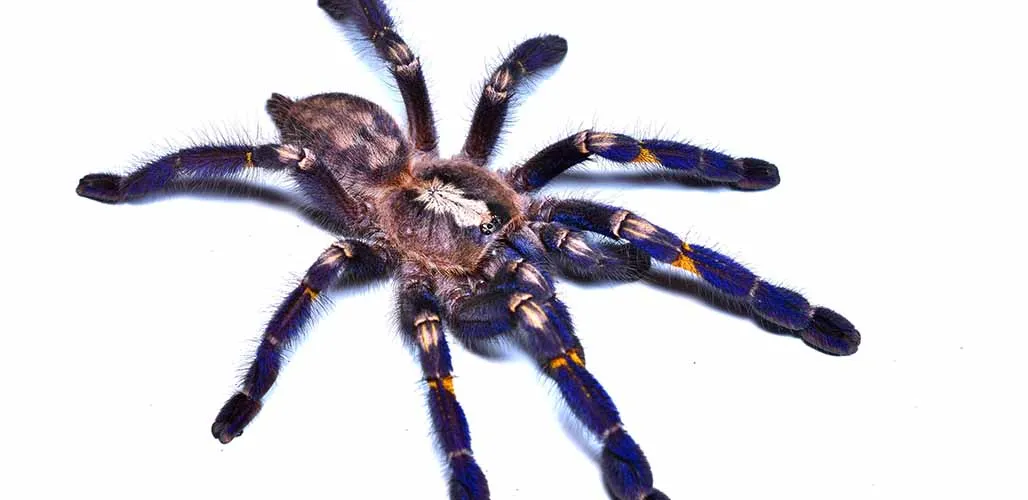 24232 gooty tarantula close up