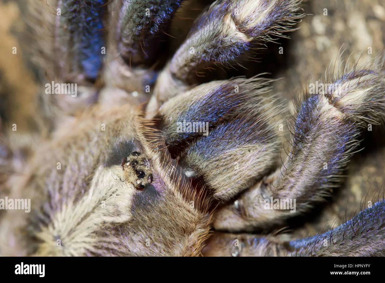 /img/24232-gooty-tarantula-myths.webp