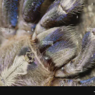 /img/24232-gooty-tarantula-myths.webp