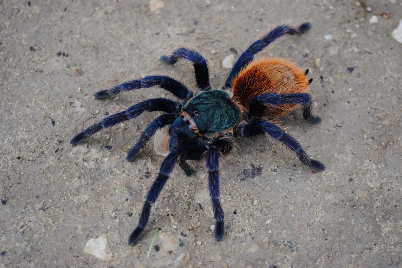24232 gooty tarantula symptoms