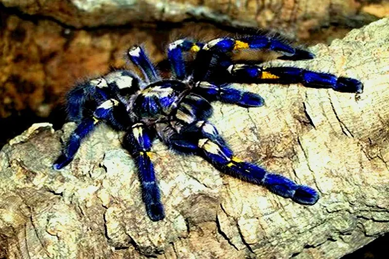 24232 gooty tarantula treatment