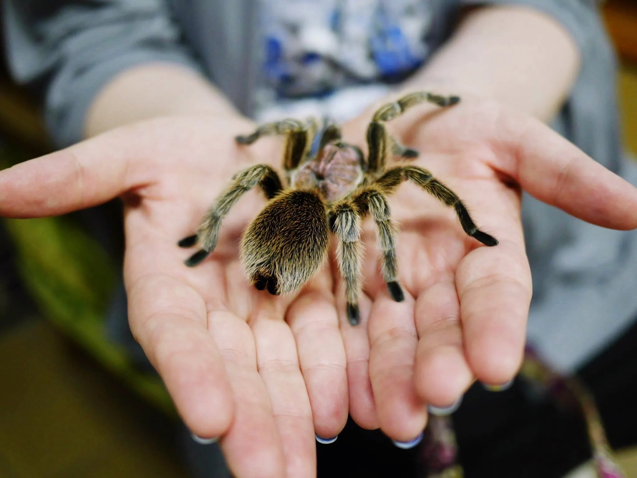24233 child with tarantula