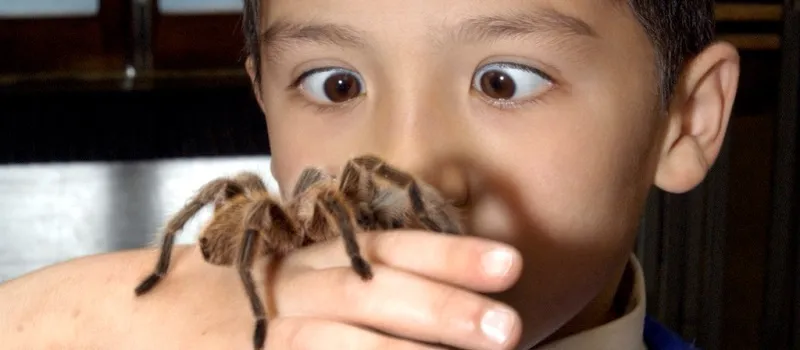 24233 tarantula species