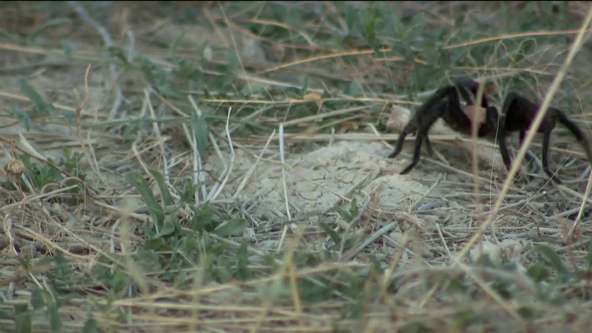 /img/24234-filming-tarantula-migration.webp