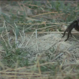 /img/24234-filming-tarantula-migration.webp