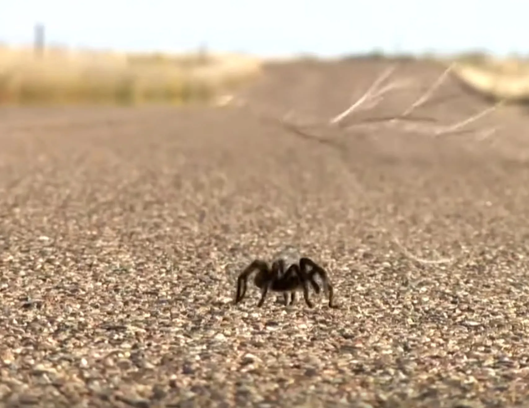 24234 male vs female tarantulas