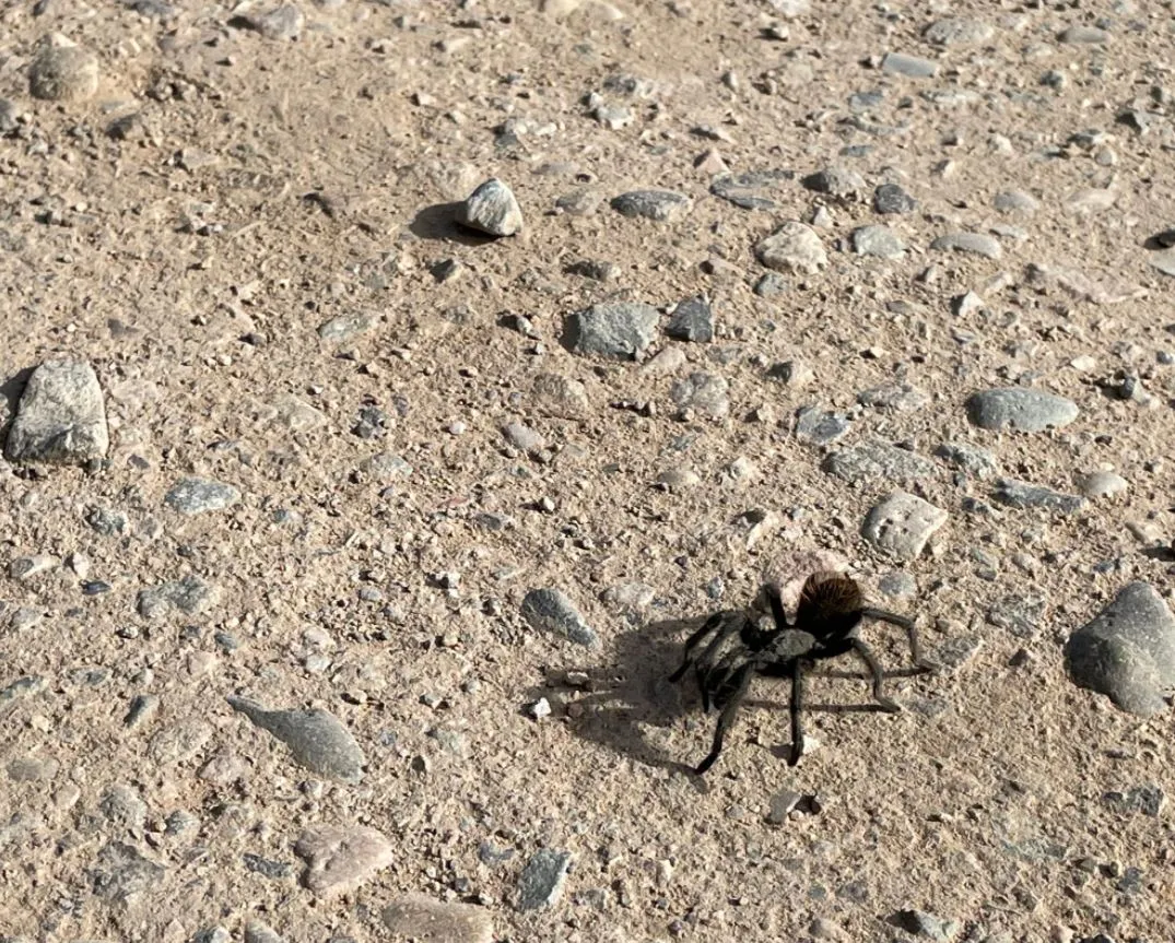 24234 tarantula mating ritual