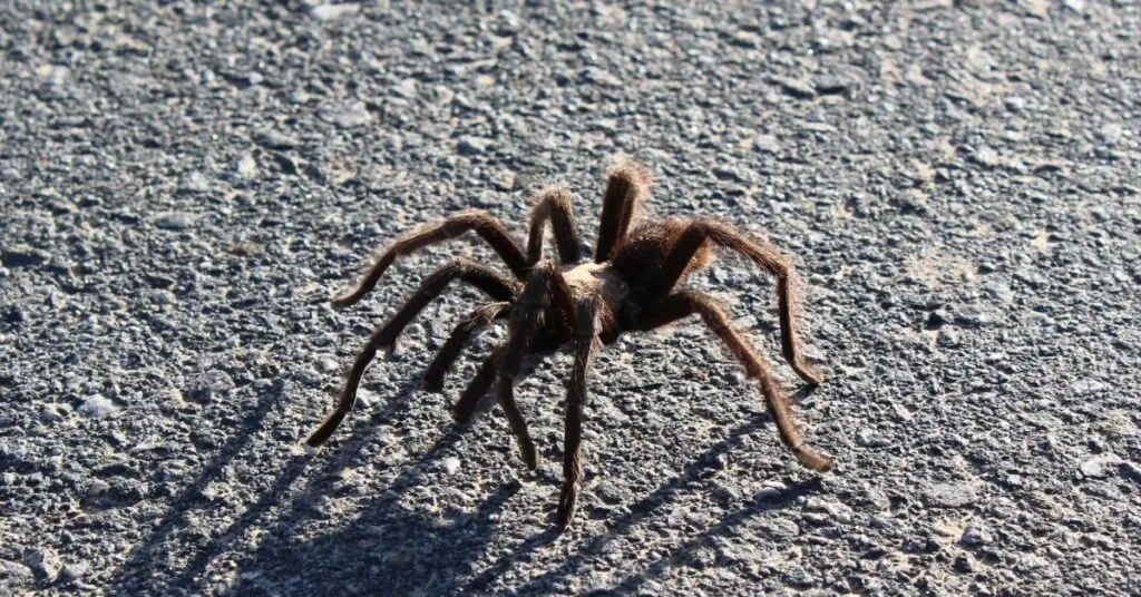24234 tarantula migration timing