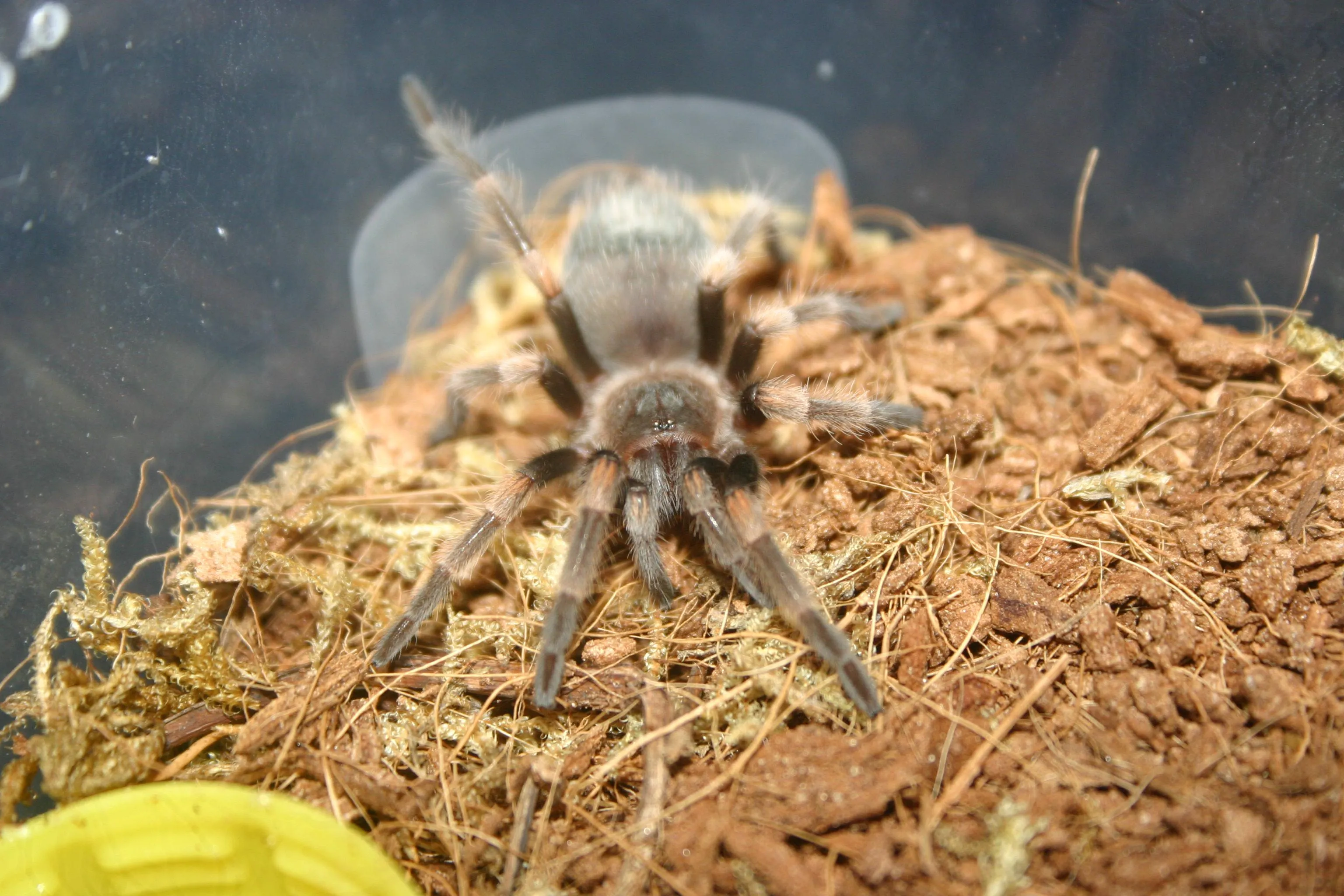 24235 hamorii tarantula aging