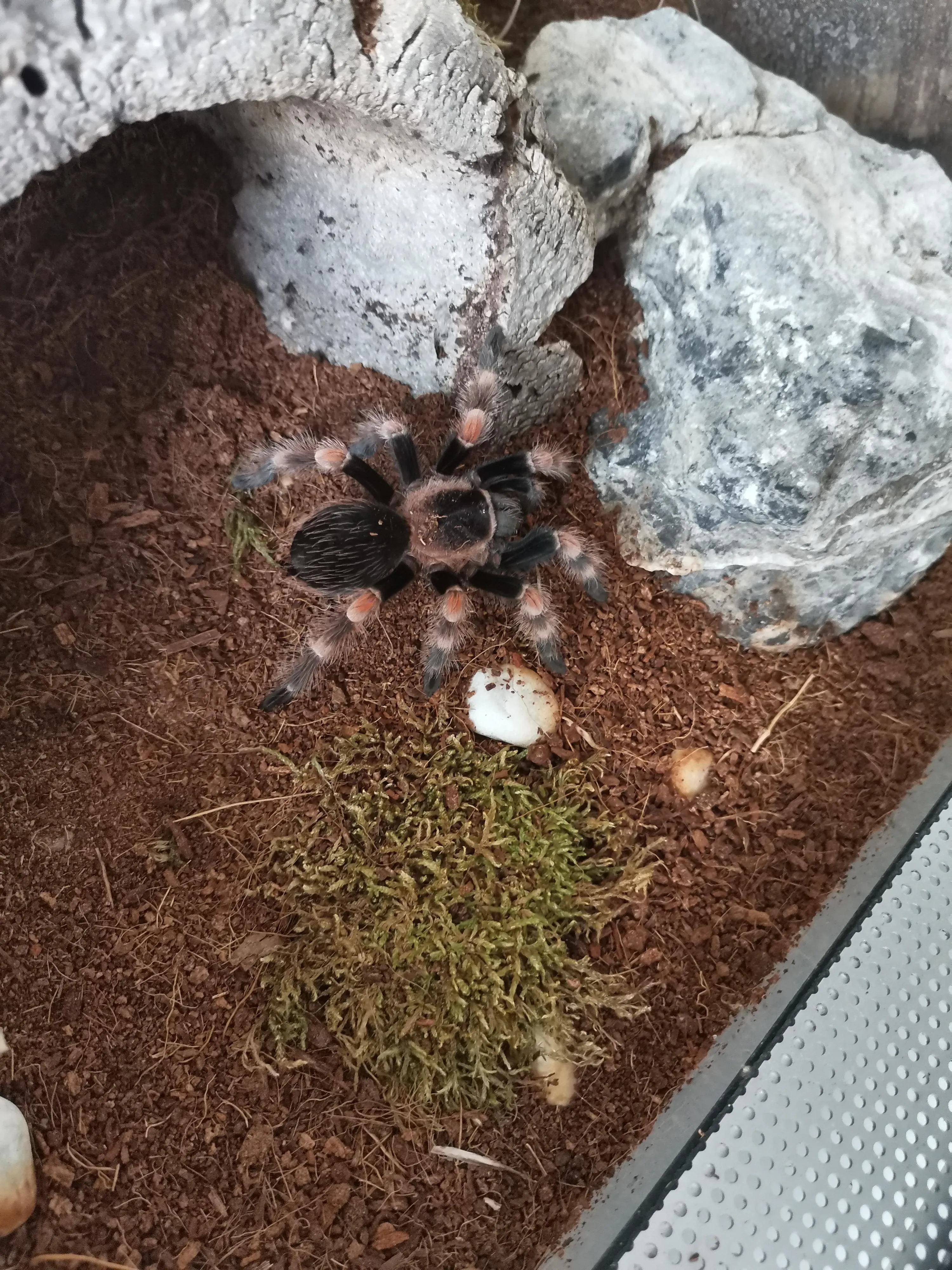 /img/24235-hamorii-tarantula-care.webp