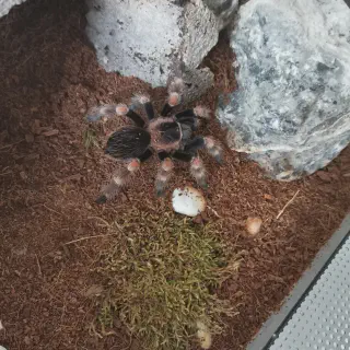/img/24235-hamorii-tarantula-care.webp