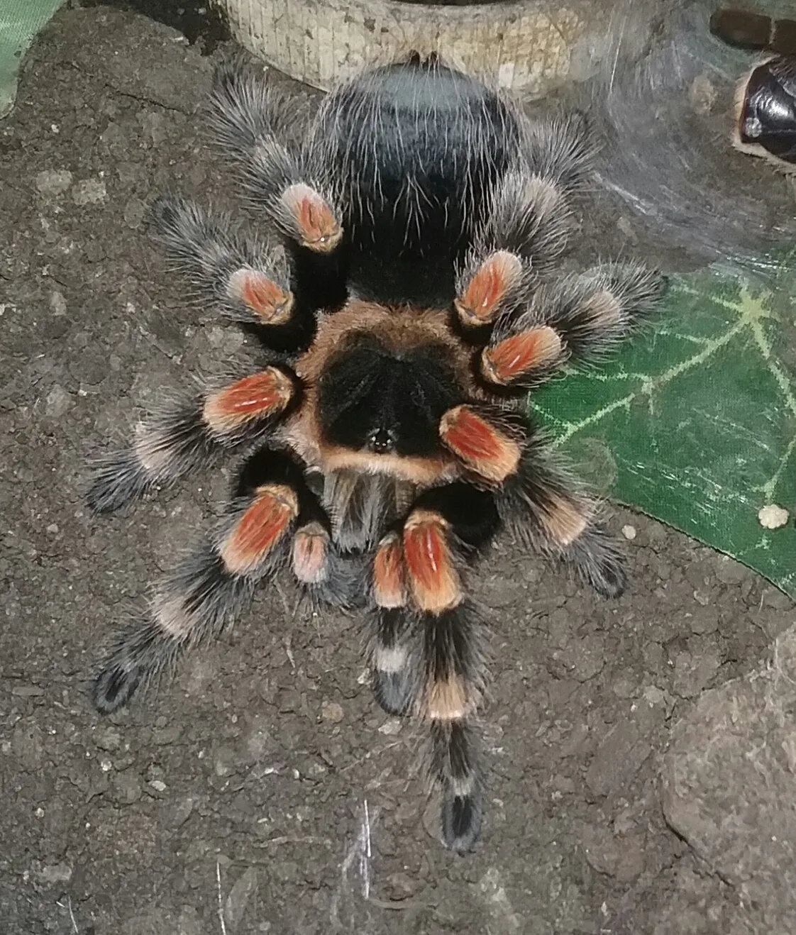 24235 hamorii tarantula female