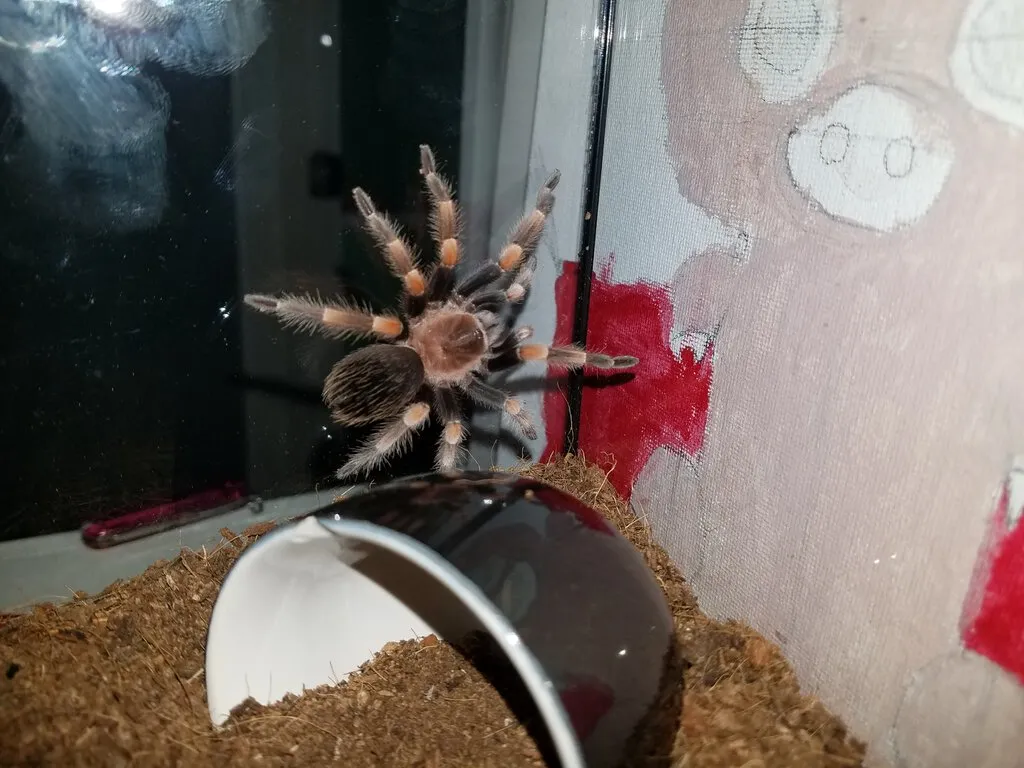 24235 hamorii tarantula habitat