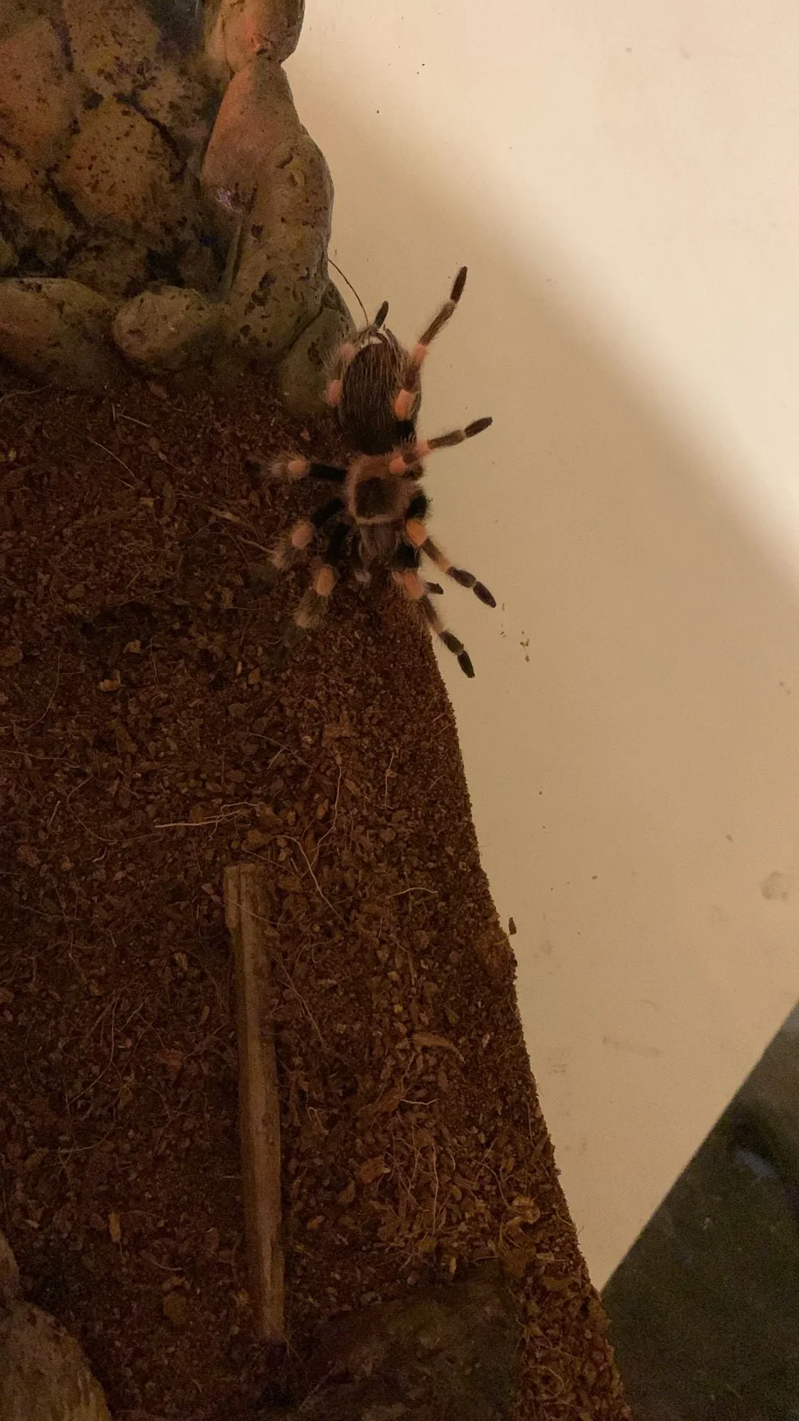 24235 hamorii tarantula health
