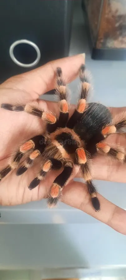 24235 hamorii tarantula male