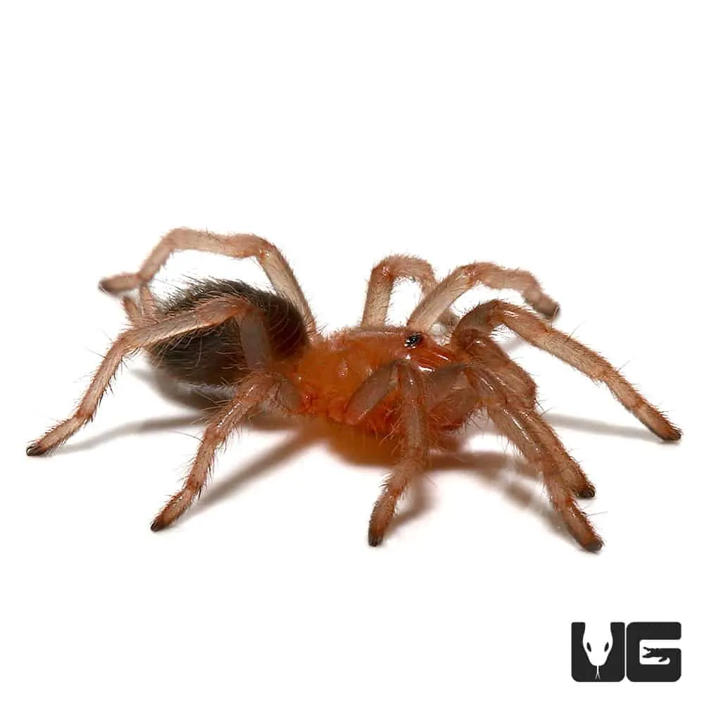 /img/24236-costa-rican-chevron-tarantula-conservation.webp