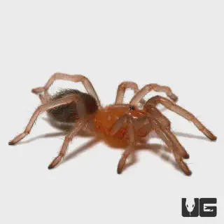 /img/24236-costa-rican-chevron-tarantula-conservation.webp