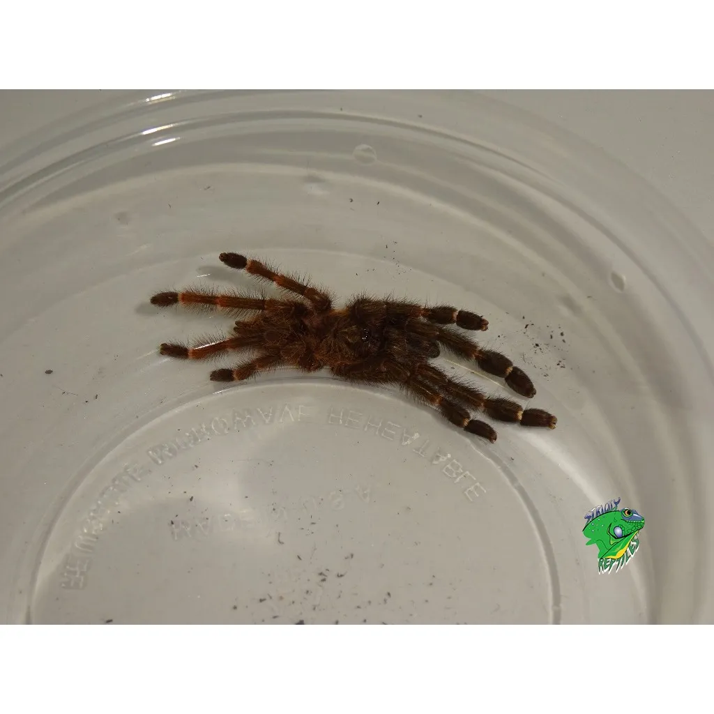 24236 costa rican chevron tarantula habitat