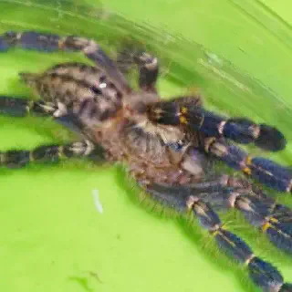 /img/24238-gooty-sapphire-tarantula-canada.webp