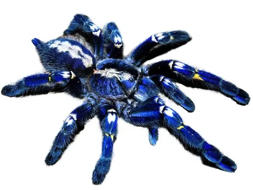 24238 gooty sapphire tarantula enclosure