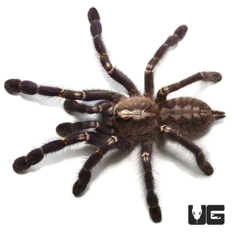24238 gooty sapphire tarantula feeding