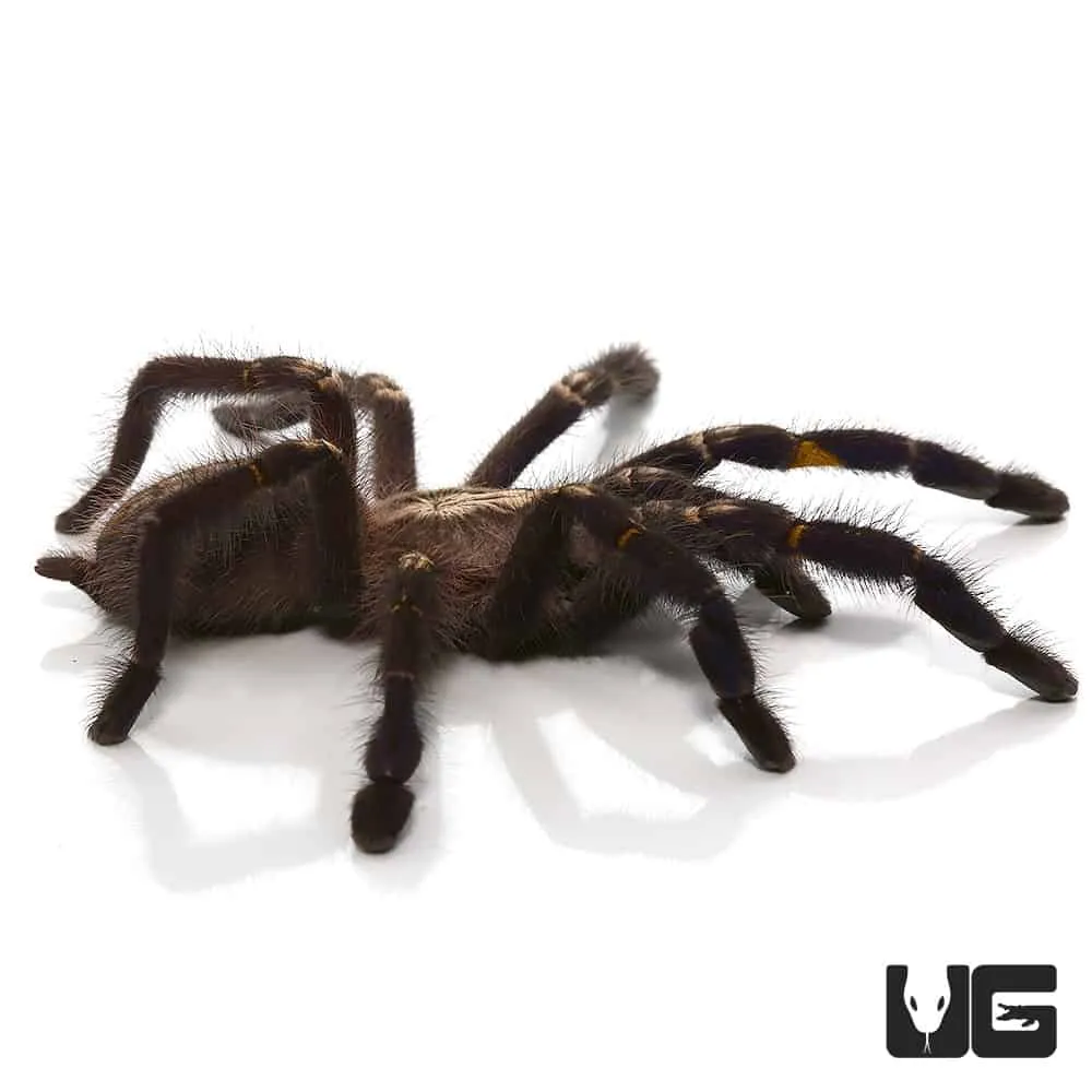 24238 gooty sapphire tarantula habitat