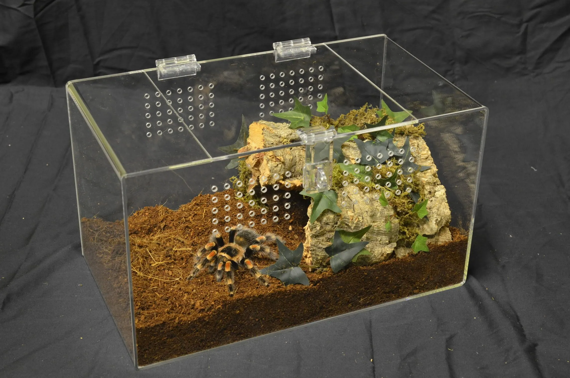 24239 tarantula enclosure cleaning