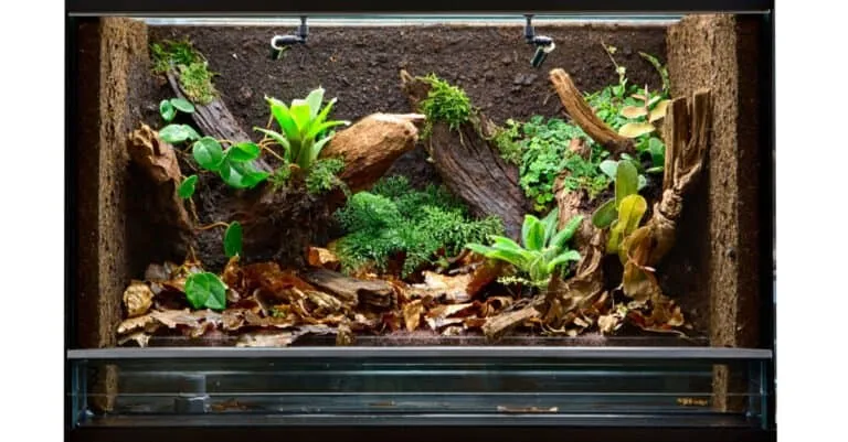 24239 tarantula enclosure setup