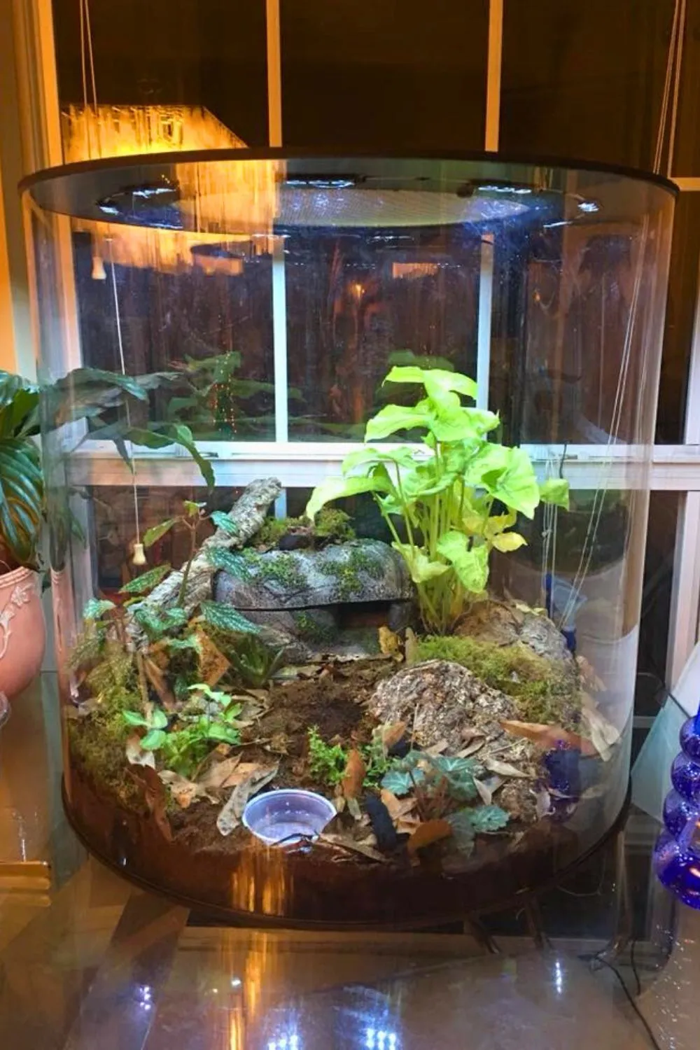 24240 zilla tropical habitat